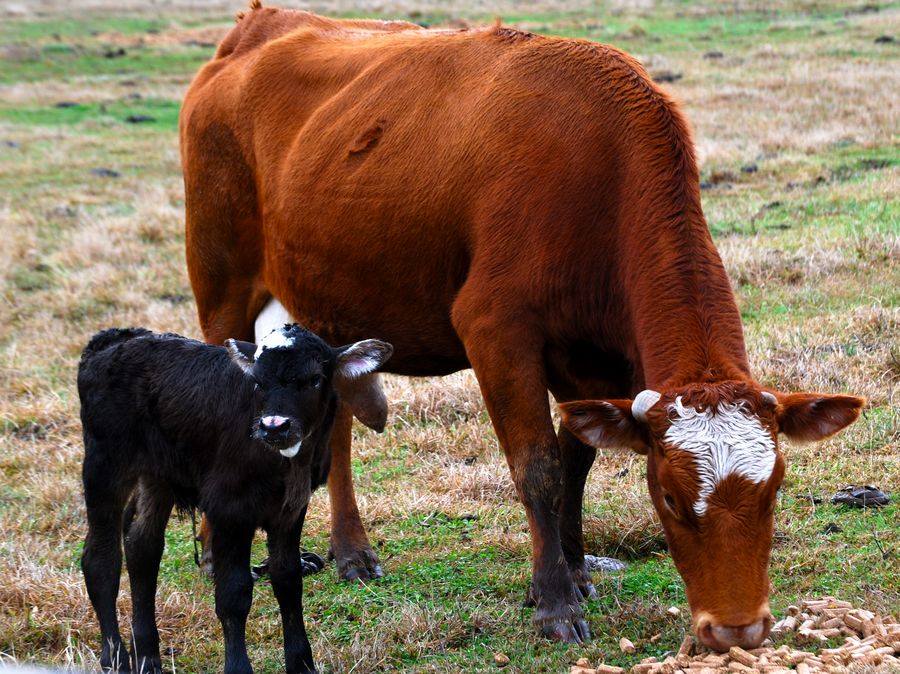 Animal Moms With Their Babies Photos