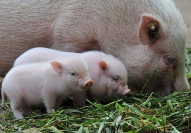 Animal Moms With Their Babies Photos