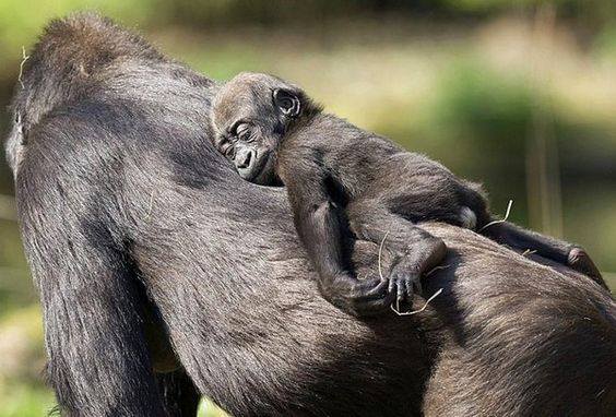 Animal Moms With Their Babies Photos