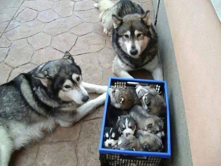 Animal Moms With Their Babies Photos