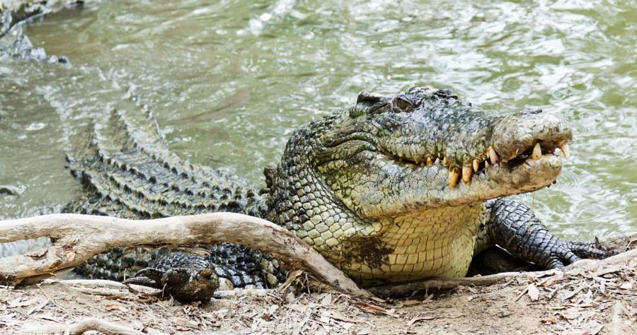 Forest animals and Birds Photos