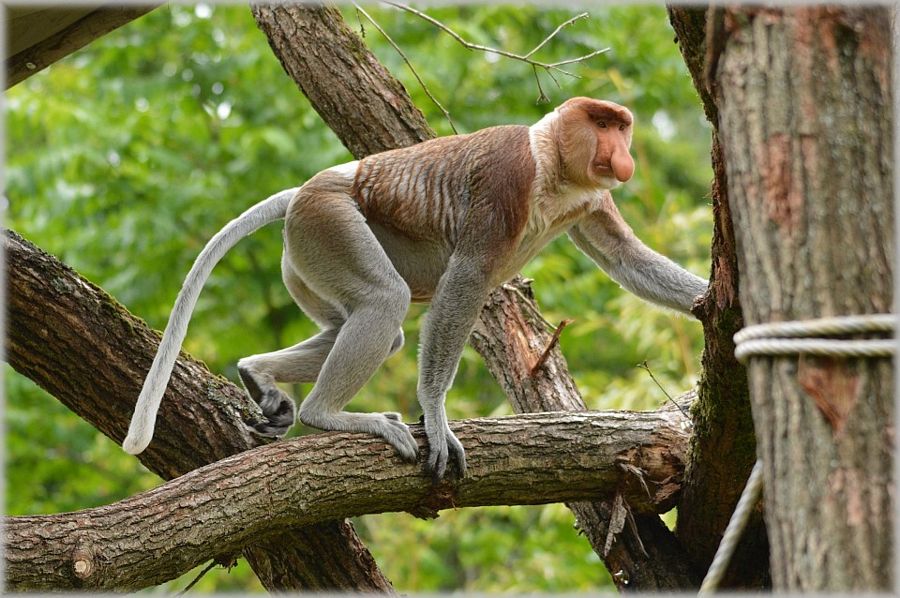 Forest animals and Birds Photos