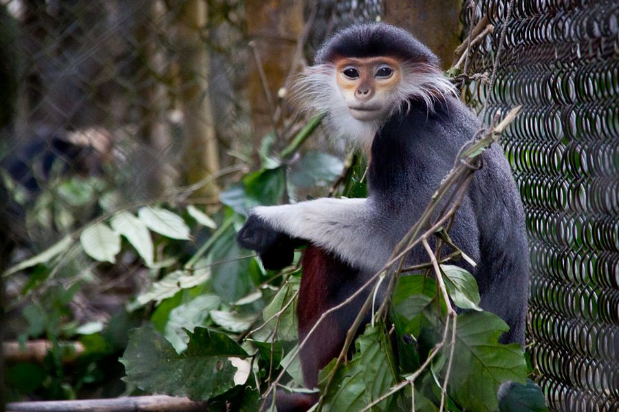 Forest animals and Birds Photos