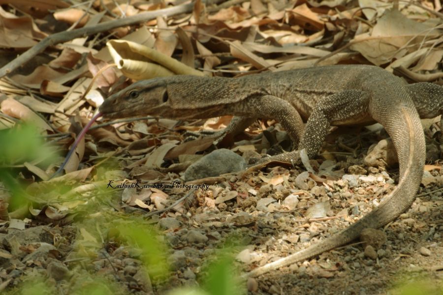 Forest animals and Birds Photos