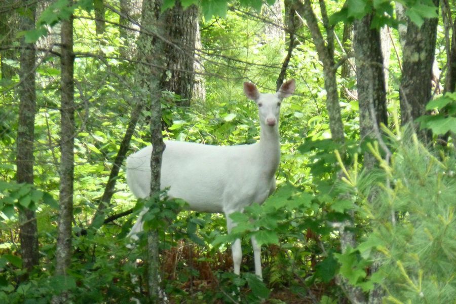 Forest animals and Birds Photos