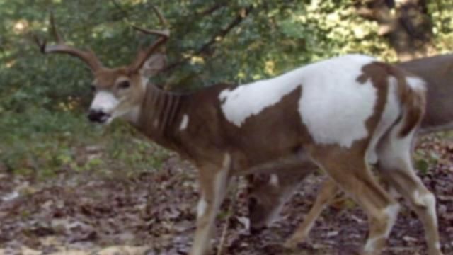 Forest animals and Birds Photos
