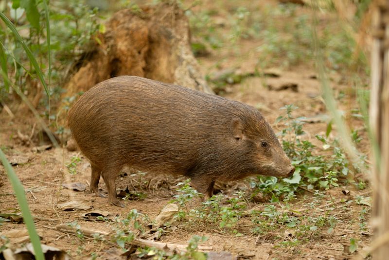 Forest animals and Birds Photos