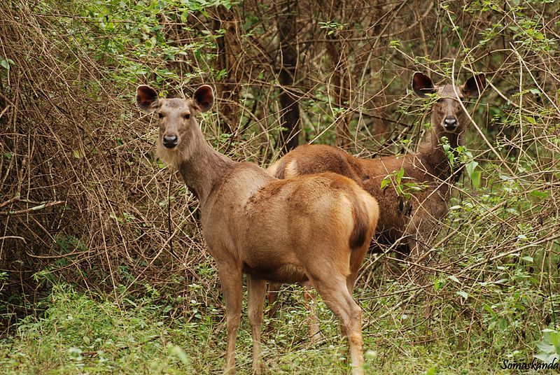 Forest animals and Birds Photos
