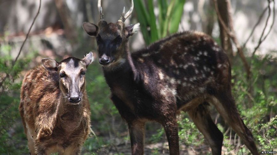 Forest animals and Birds Photos