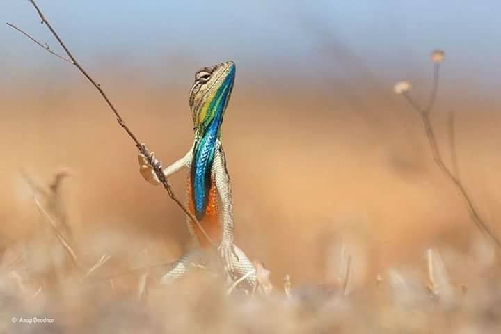 Forest animals and Birds Photos