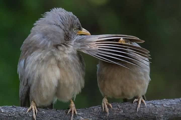 Forest animals and Birds Photos