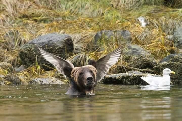 Forest animals and Birds Photos