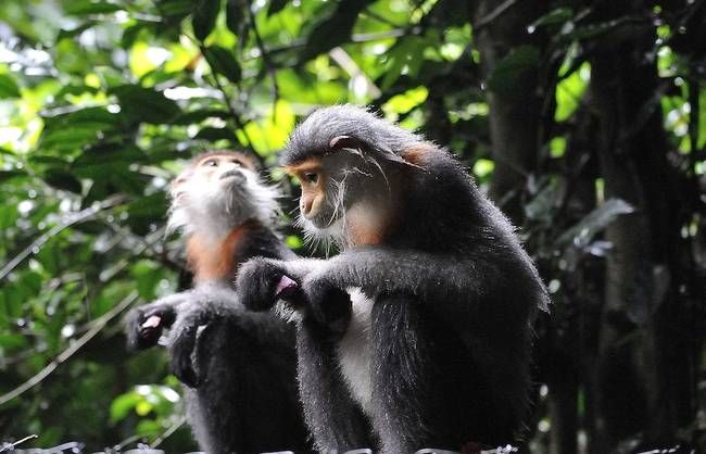 Forest animals and Birds Photos