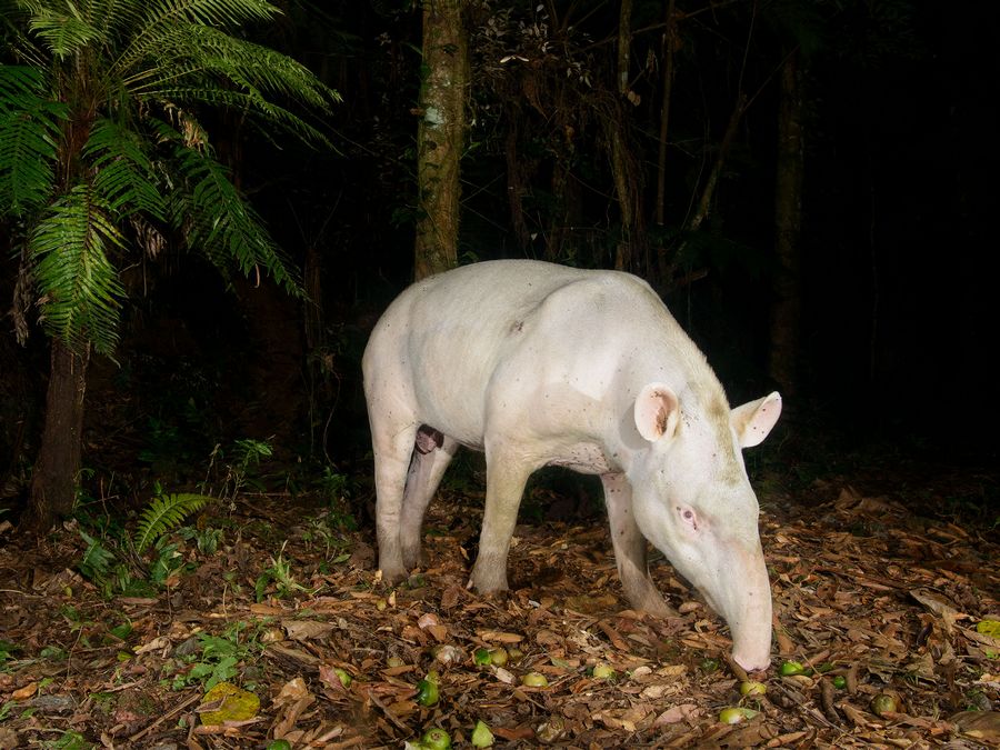 Forest animals and Birds Photos