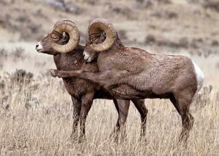 Forest animals and Birds Photos