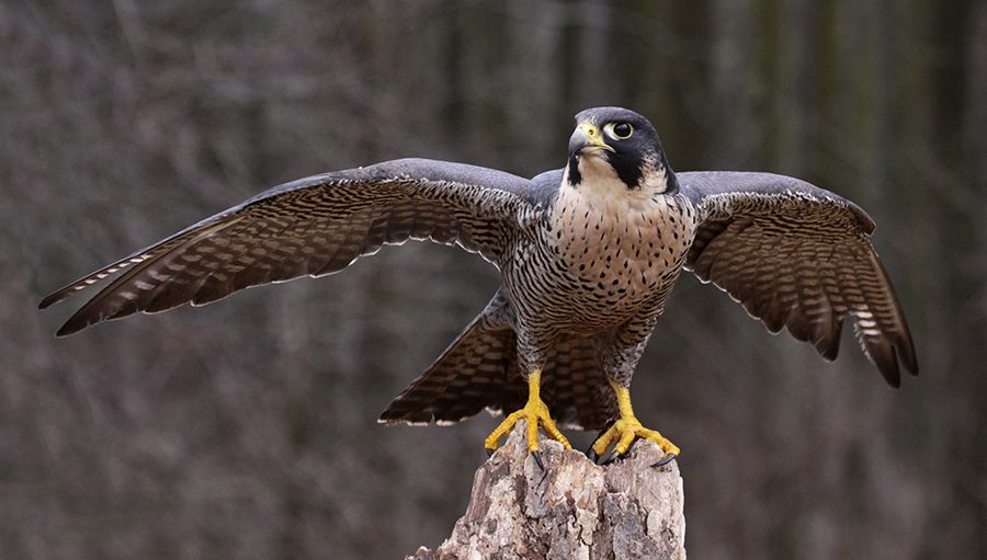 Forest animals and Birds Photos