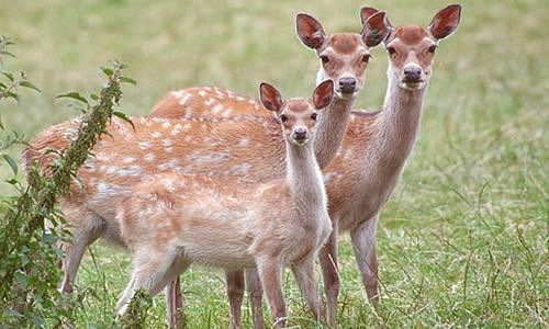 Forest animals and Birds Photos