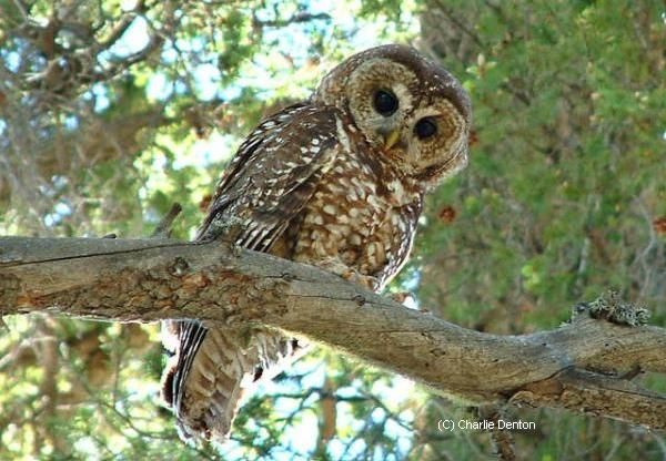Forest animals and Birds Photos