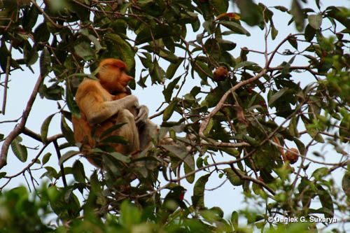 Forest animals and Birds Photos
