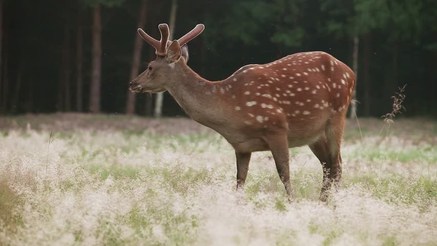 Forest animals and Birds Photos