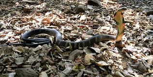 Forest animals and Birds Photos