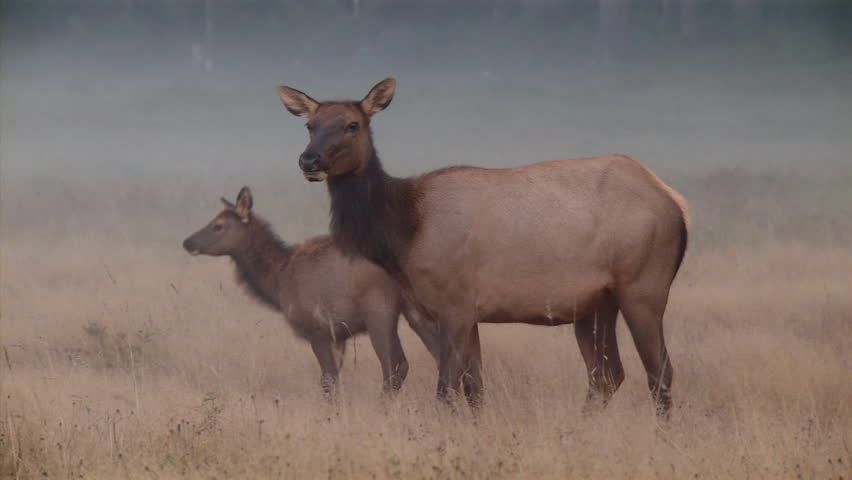 Forest animals and Birds Photos