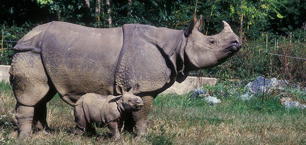 Forest animals and Birds Photos