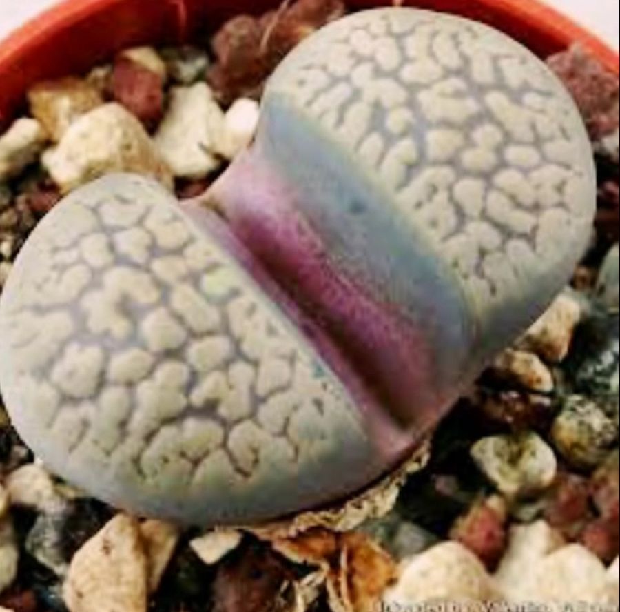 Funny Faces Flowers Photos