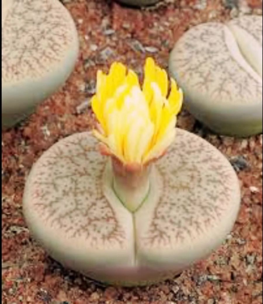 Funny Faces Flowers Photos