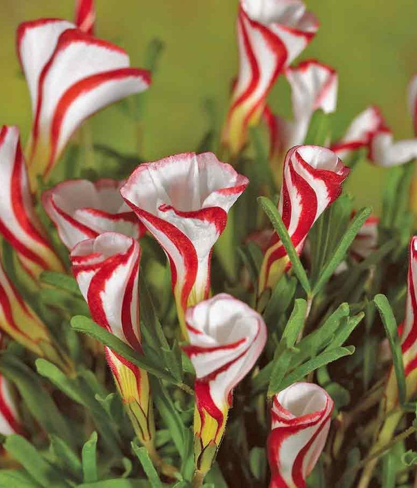 Funny Faces Flowers Photos