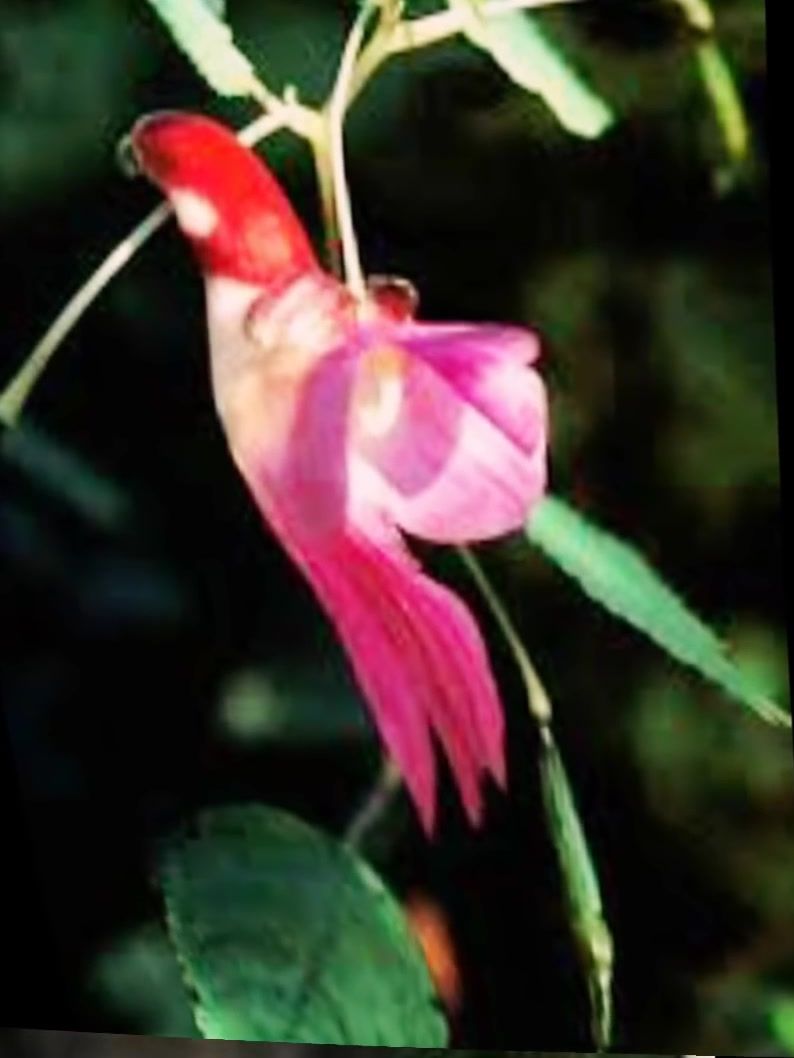 Funny Faces Flowers Photos