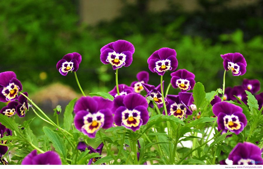 Funny Faces Flowers Photos