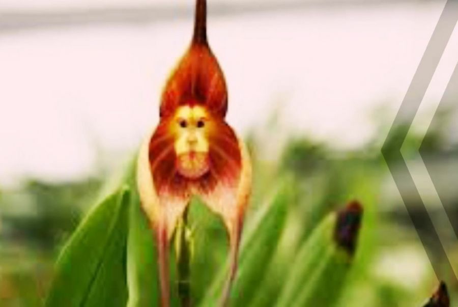 Funny Faces Flowers Photos