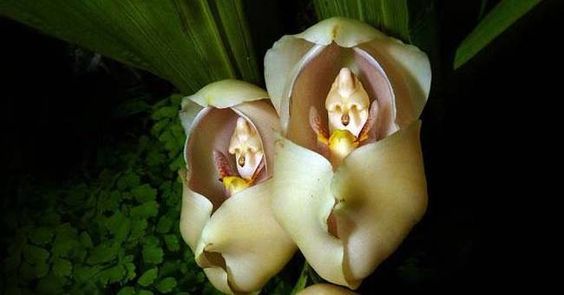 Funny Faces Flowers Photos