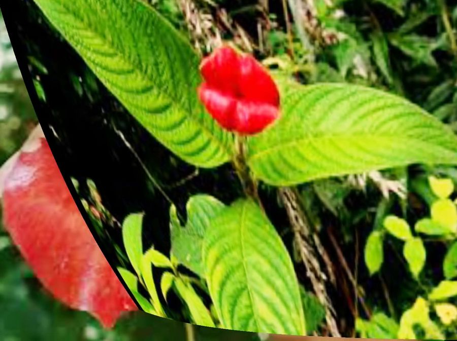 Funny Faces Flowers Photos