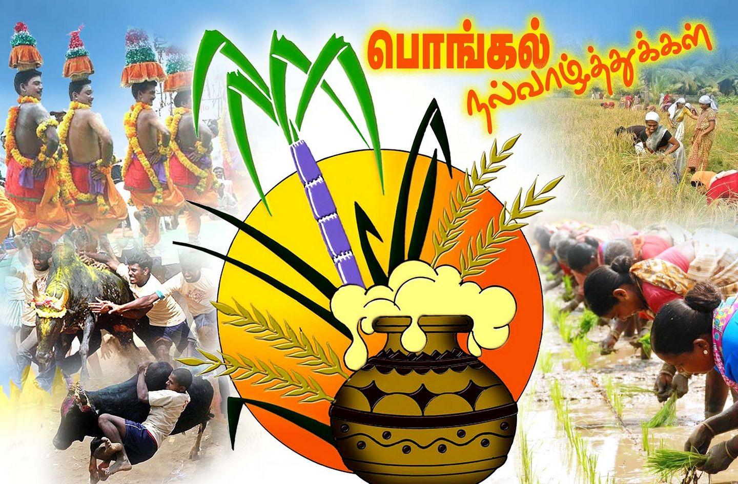 Happy Pongal Festival 2018 Wishes, Quotes, Images & Greetings