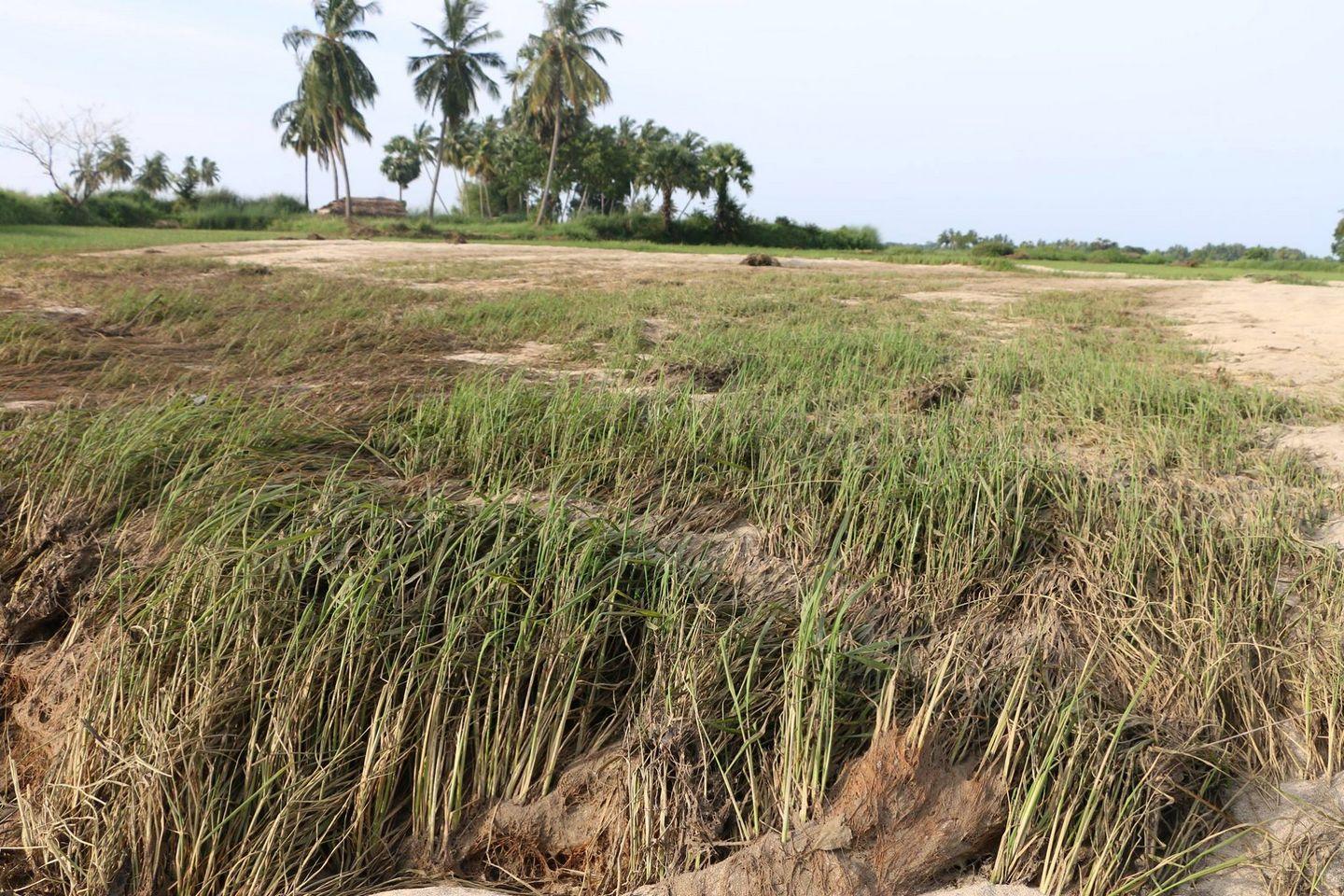 How Sterlite affected Farming Photos