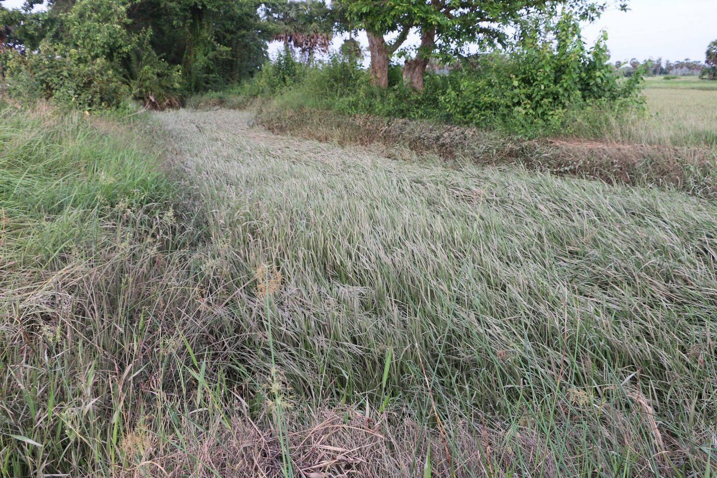 How Sterlite affected Farming Photos