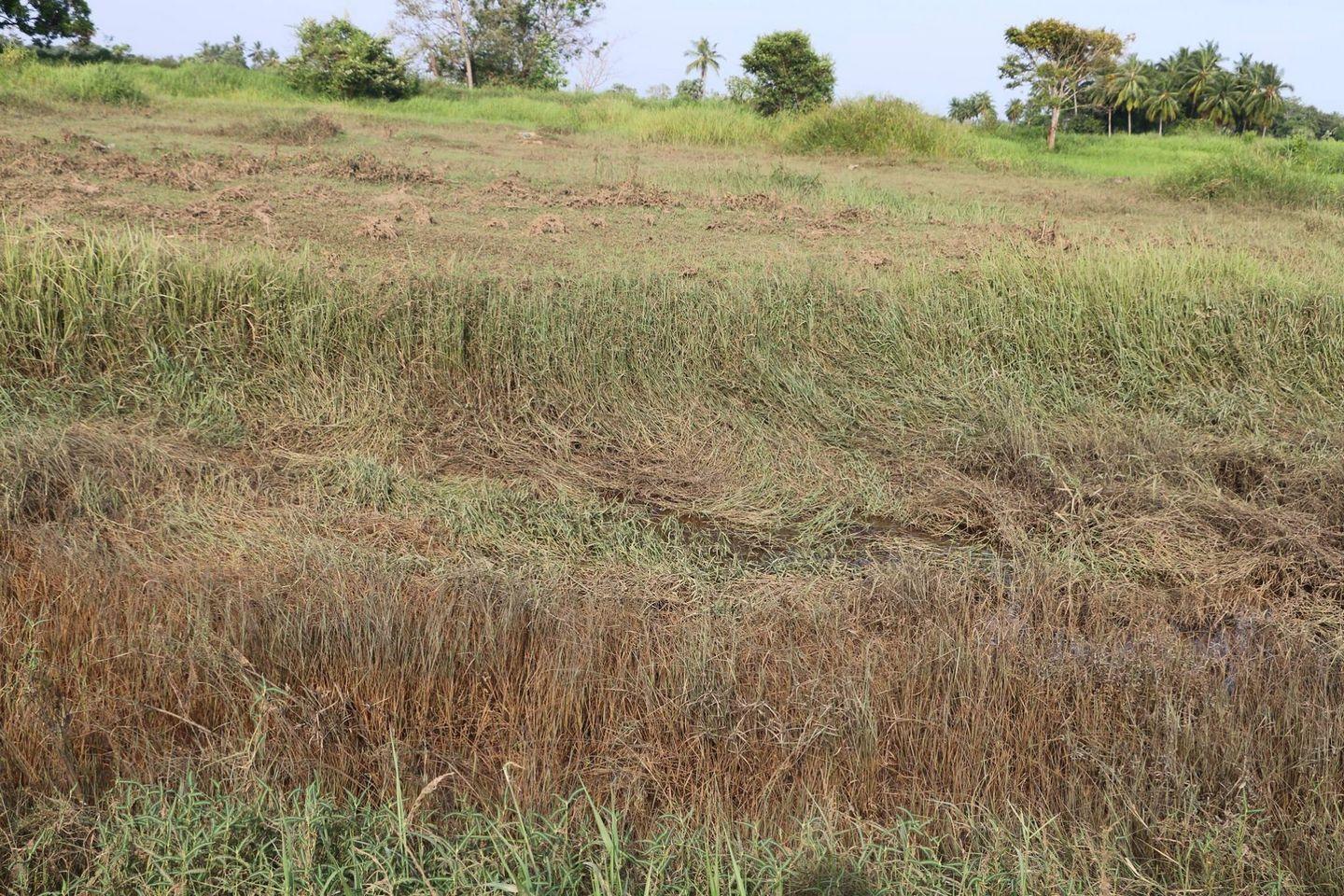 How Sterlite affected Farming Photos