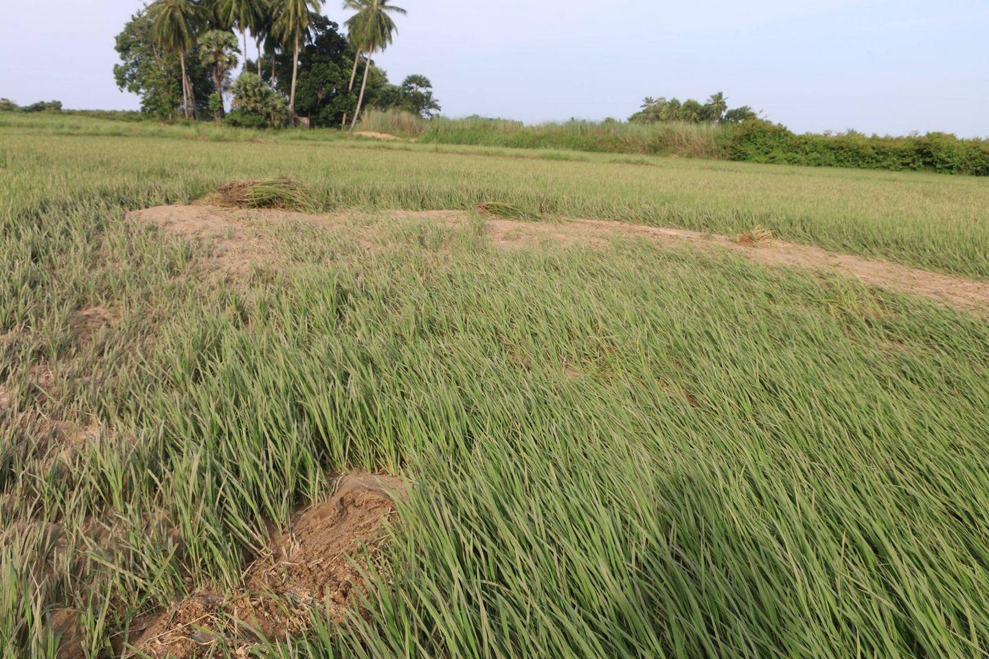 How Sterlite affected Farming Photos