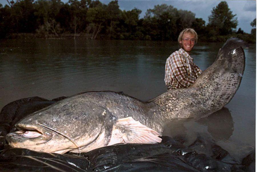 INCREDIBLE HUGE Giant European CATFISH PHOTOS