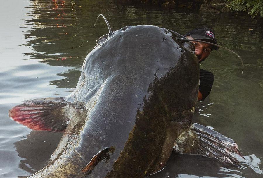 INCREDIBLE HUGE Giant European CATFISH PHOTOS