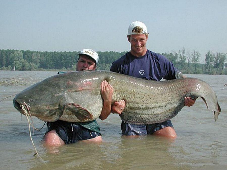 INCREDIBLE HUGE Giant European CATFISH PHOTOS