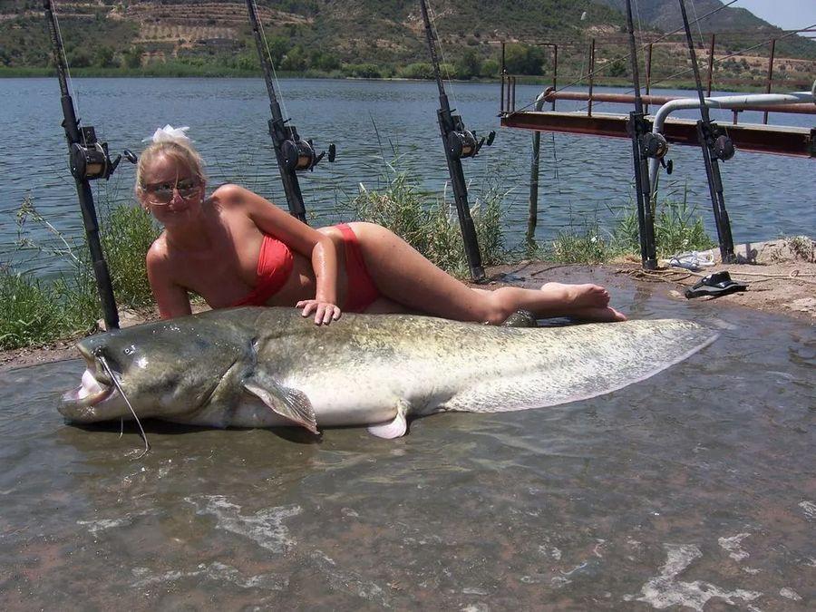 INCREDIBLE HUGE Giant European CATFISH PHOTOS