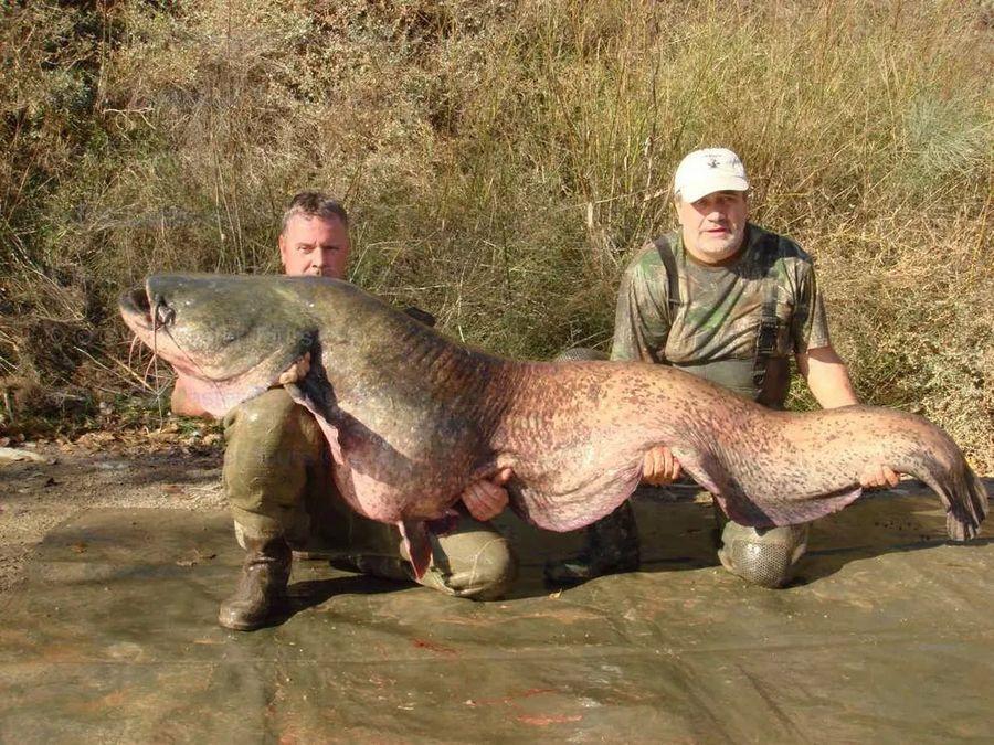 INCREDIBLE HUGE Giant European CATFISH PHOTOS