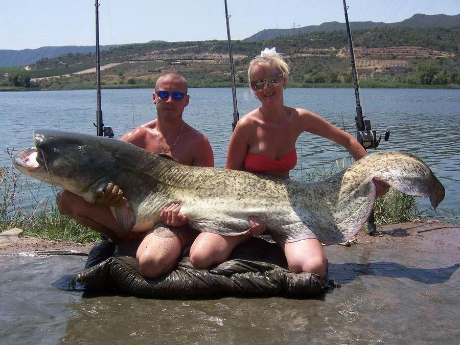 INCREDIBLE HUGE Giant European CATFISH PHOTOS