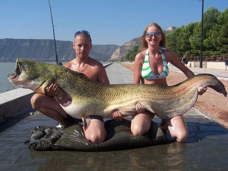 INCREDIBLE HUGE Giant European CATFISH PHOTOS