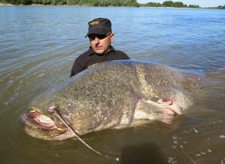 INCREDIBLE HUGE Giant European CATFISH PHOTOS