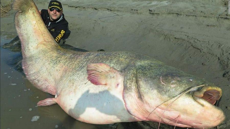 INCREDIBLE HUGE Giant European CATFISH PHOTOS