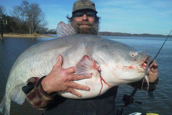 INCREDIBLE HUGE Giant European CATFISH PHOTOS